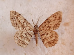 Hypomecis transcissa