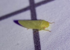 Iassinae