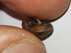 Hygromia cinctella