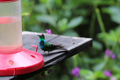 Heliodoxa leadbeateri