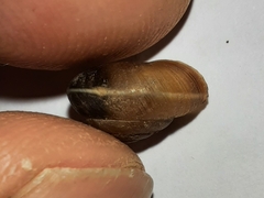Hygromia cinctella