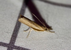 Fissicrambus mutabilis