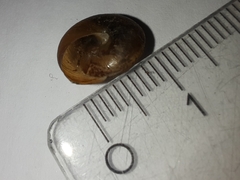 Hygromia cinctella