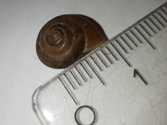 Hygromia cinctella