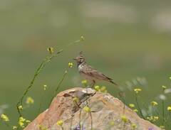 Galerida cristata
