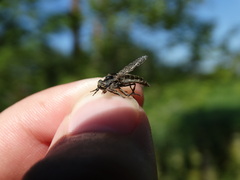 Haematopota pluvialis