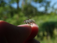 Haematopota pluvialis