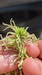 Sphagnum flexuosum