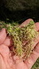Sphagnum flexuosum