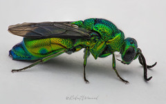 Chrysis lincea