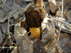 Morchellaceae