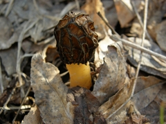 Morchellaceae