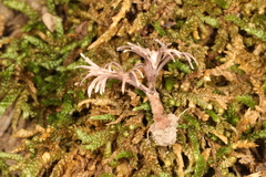 Thelephora regularis