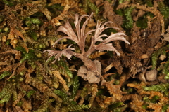 Thelephora regularis
