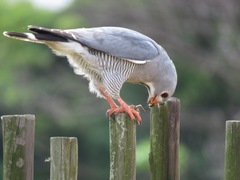 Kaupifalco monogrammicus