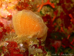 Aplidium tabarquensis