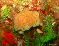 Aplidium tabarquensis