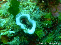 Bryopa aperta