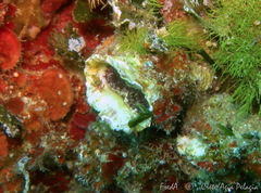 Bryopa aperta
