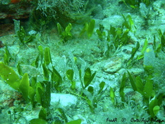 Caulerpa prolifera