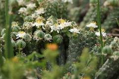 Euphorbia inermis