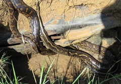 Python natalensis