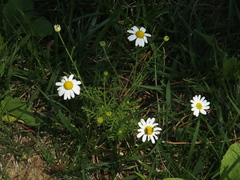 Anthemis