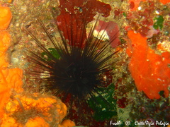 Centrostephanus longispinus