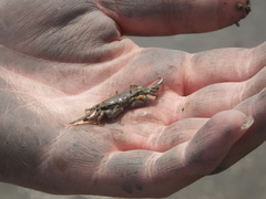 Macrophthalmus