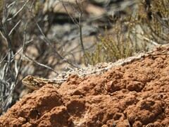 Agama aculeata