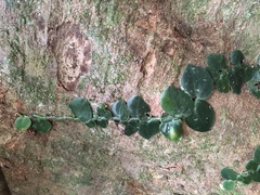 Rhaphidophora hongkongensis