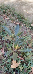 Pittosporum undulatum