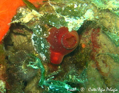 Halocynthia papillosa