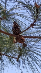 Pinus