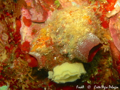 Microcosmus polymorphus