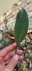 Ficus americana