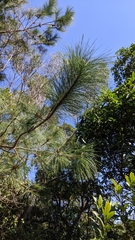 Pinus