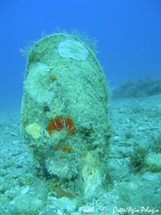Pinna nobilis