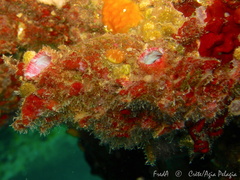 Pyura dura