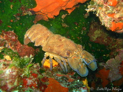Scyllarides latus