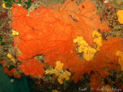 Spirastrella cunctatrix