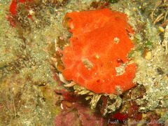 Spondylus gaederopus