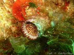 Thylacodes arenarius