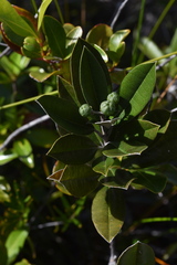 Myrtopsis macrocarpa
