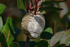 Sphodromantis viridis