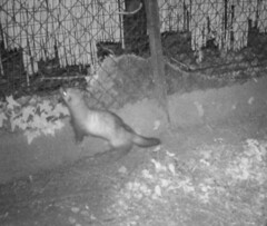 Mustela putorius