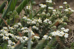 Euphorbia inermis