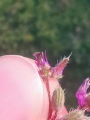 Erodium cicutarium