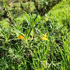 Diplacus longiflorus