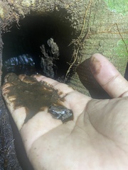 Theloderma licin